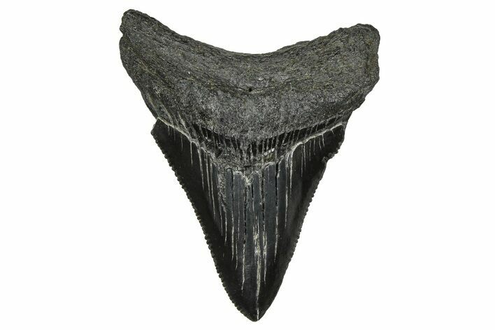 Serrated, Juvenile Megalodon Tooth - South Carolina #374233